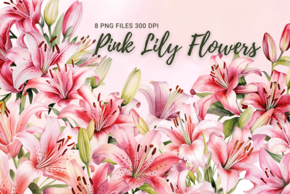 Pink Lily Flowers Watercolor Clipart